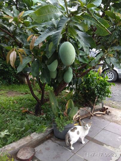 Kampung Mangga Page 4 Kaskus