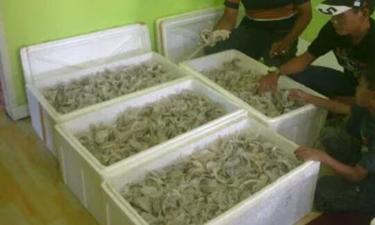 Benda Yang Menjijikkan Bila Di Jual Harganya Sangat Mahal