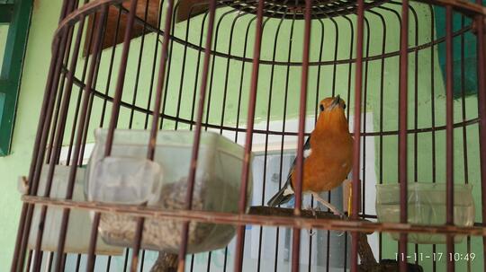 Anis Merah Page 53 Kaskus