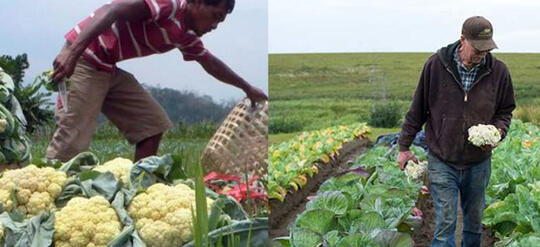 Petani Indonesia vs Petani Luar Negeri, Mana Yang Paling Makmur?
