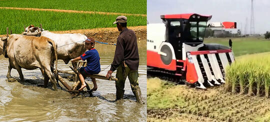 Petani Indonesia vs Petani Luar Negeri, Mana Yang Paling Makmur?