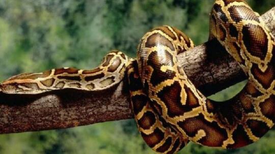 7 Pertarungan Hidup Mati Ular Piton Vs Hewan Besar Dan Manusia