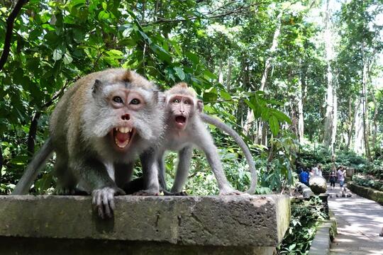 Wisata Alam Di Ubud Monkey Forest Bali Kaskus