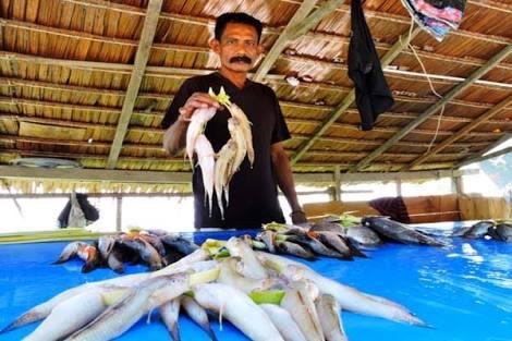Ikan Endemik di Danau Kritis Indonesia