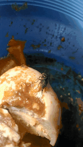 Iiiiihhh Putih Putih Dimakanan Ternyata Telur Lalat Kaskus