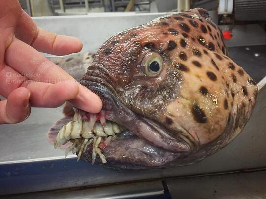 Balasan Dari Ikan Yang Mirip Alien Dari Dasar Laut Terdalam Kaskus