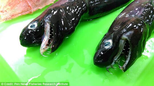 Hiu Langka yang Bisa Memanjangkan Rahangnya Seperti Alien