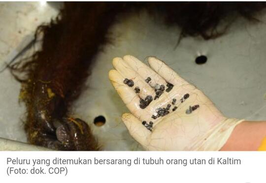 COP Laporkan Ada Orang Utan Mati Diberondong 130 Peluru di Kaltim