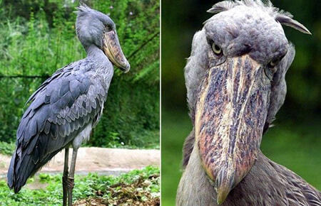 Agan Tau Burung Rasasa Aneh Bernama Shoebill Kaskus