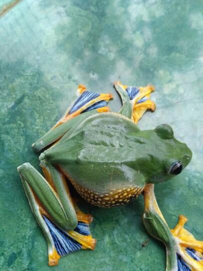 katak aneh
