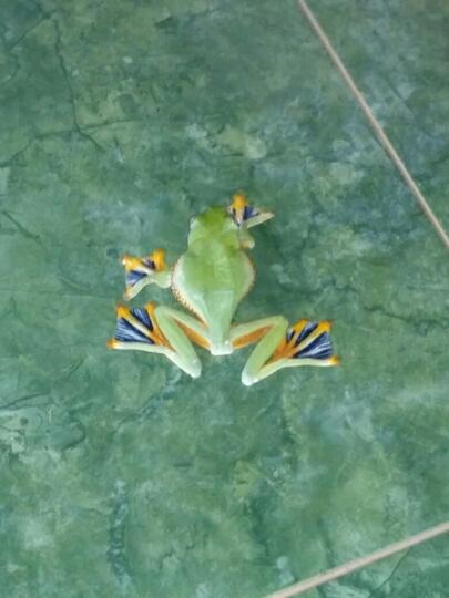 katak aneh