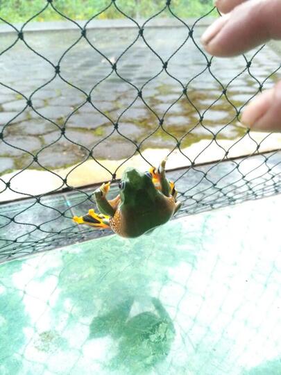 katak aneh