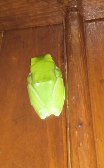 katak aneh