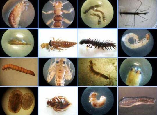 Sudah Tahukah Agan Apa Itu Makroinvertebrata?