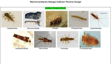 Sudah Tahukah Agan Apa Itu Makroinvertebrata?