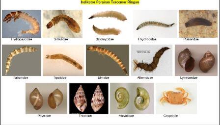 Sudah Tahukah Agan Apa Itu Makroinvertebrata?