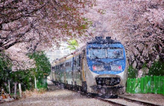 Nembak Han Yoo Ra Ditengah Romantisme Hamparan Bunga Sakura Jinhae ?