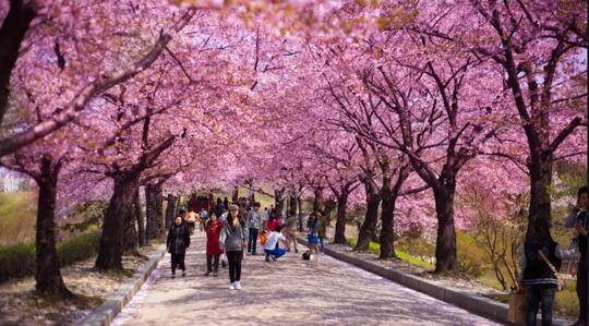 Nembak Han Yoo Ra Ditengah Romantisme Hamparan Bunga Sakura Jinhae ?