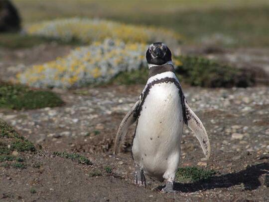 Yuk Lihat Penguin Di Habitat Aslinya Kaskus