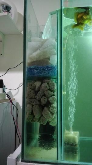 450+ Susunan Media Filter Aquarium Mas Koki Gratis