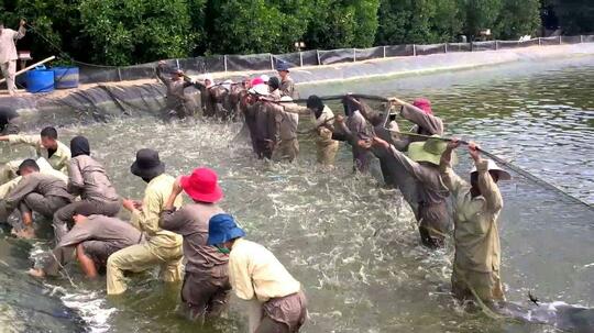 SUKSES ITU KALAU PUNYA TAMBAK UDANG, GUDANG GARAM dan HEKTARAN SAWAH
