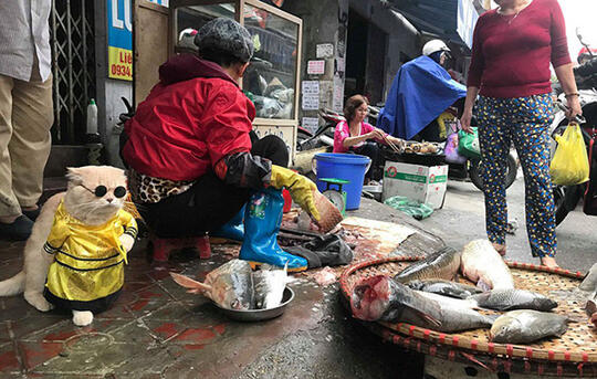 Kenalin, Inilah Cho, Kucing Imut Penjual Ikan!!
