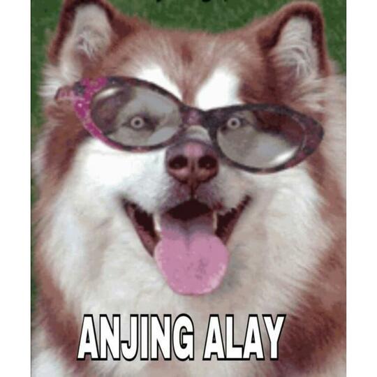 14+ Meme anjing semua download