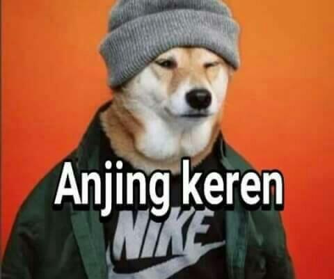 734 Wallpaper Meme Anjing Picture - MyWeb