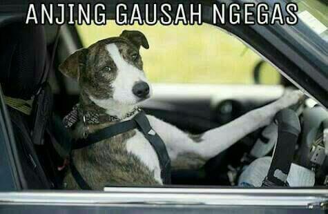 Meme Anjing Yang Sedang Marak Di Media Sosial Page 5 Kaskus