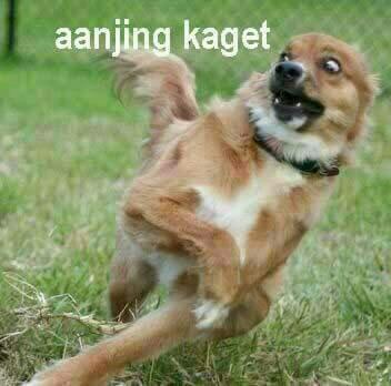 Balasan Dari Meme Anjing Yang Sedang Marak Di Media Sosial Kaskus