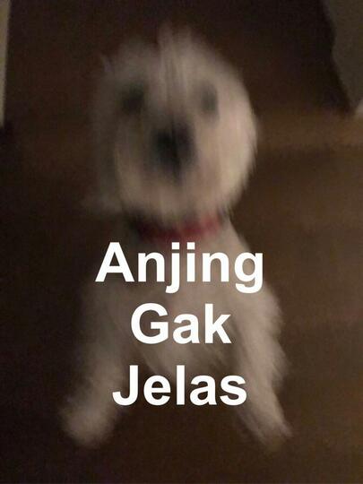 Meme Yoga Anjing - Meadow Dixon