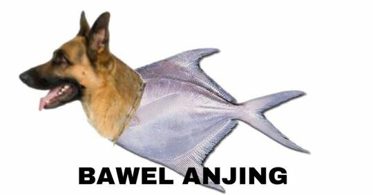 Meme Yoga Anjing - Meadow Dixon