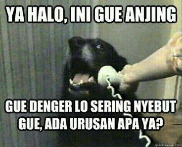 10+ Gambar anjing lucu meme update 