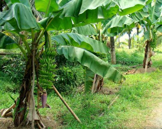 Apa itu Pisang Cavendish ??