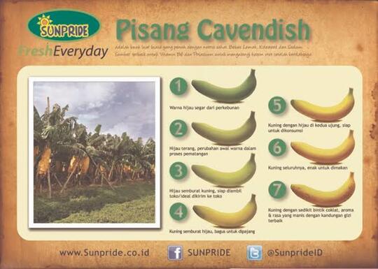 Apa itu Pisang Cavendish ??