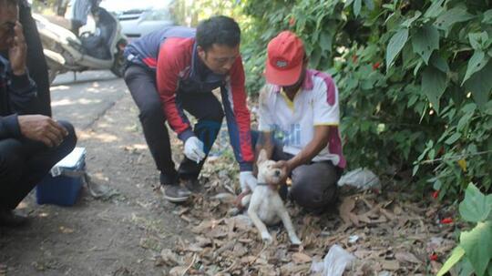 42+ Korban gigitan anjing rabies new