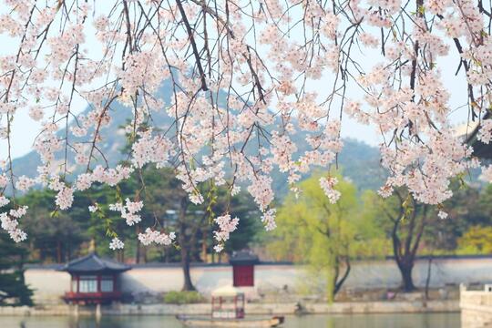 Mimpi Habiskan Spring di Korea Selatan? Cek Hot Spot-nya Dulu Nih Gan!