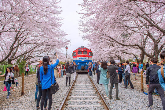 Mimpi Habiskan Spring di Korea Selatan? Cek Hot Spot-nya Dulu Nih Gan!