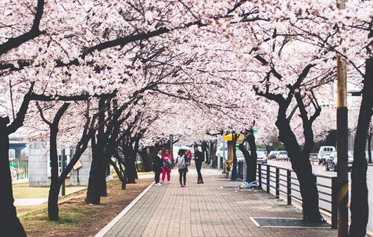 Mimpi Habiskan Spring di Korea Selatan? Cek Hot Spot-nya Dulu Nih Gan!