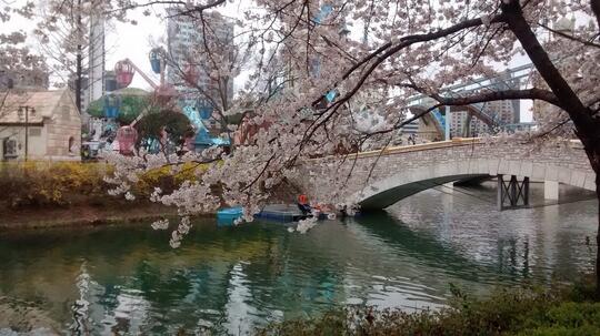 Mimpi Habiskan Spring di Korea Selatan? Cek Hot Spot-nya Dulu Nih Gan!