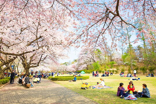 Mimpi Habiskan Spring di Korea Selatan? Cek Hot Spot-nya Dulu Nih Gan!