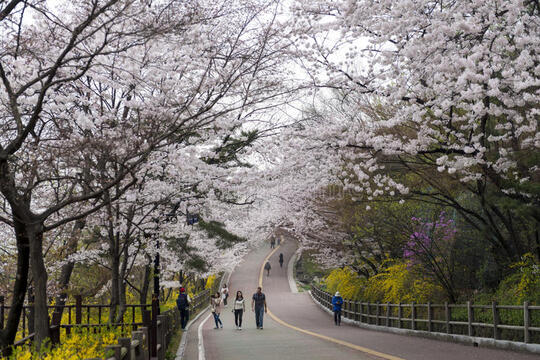 Mimpi Habiskan Spring di Korea Selatan? Cek Hot Spot-nya Dulu Nih Gan!