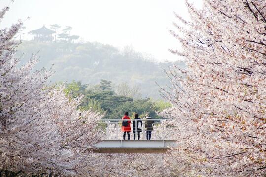 Mimpi Habiskan Spring di Korea Selatan? Cek Hot Spot-nya Dulu Nih Gan!