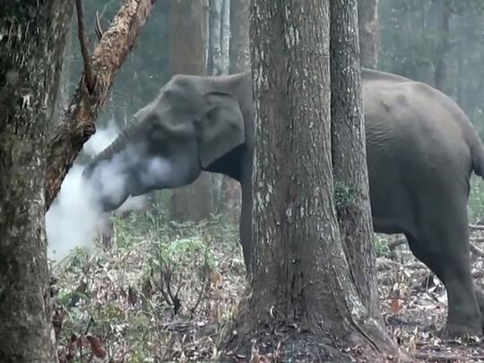 Ilmuwan Geleng-Geleng Kebingungan Melihat Seekor Gajah Merokok di Pepohonan