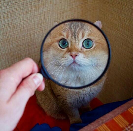 Saking Lucunya, 7 Selebgram Kucing Ini Bisa Bikin Hati Kita Meleleh