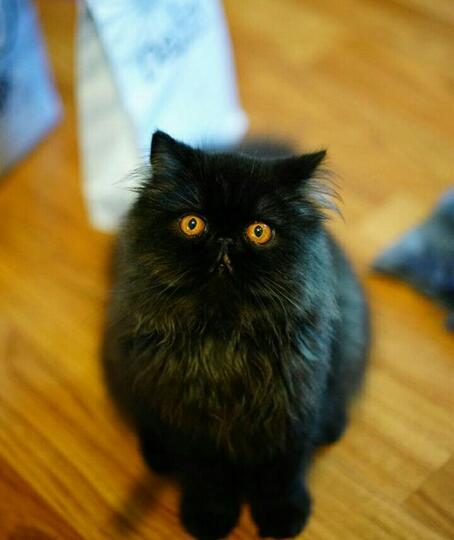 Saking Lucunya, 7 Selebgram Kucing Ini Bisa Bikin Hati Kita Meleleh