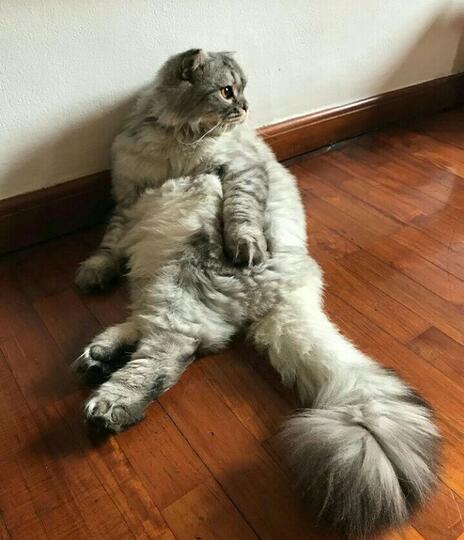 Saking Lucunya, 7 Selebgram Kucing Ini Bisa Bikin Hati Kita Meleleh