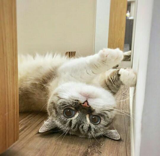 Saking Lucunya, 7 Selebgram Kucing Ini Bisa Bikin Hati Kita Meleleh