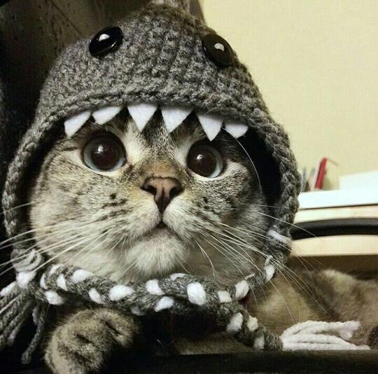 Saking Lucunya, 7 Selebgram Kucing Ini Bisa Bikin Hati Kita Meleleh