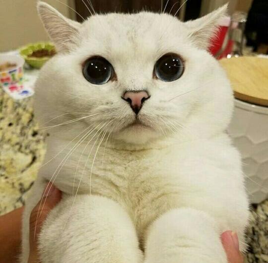 Saking Lucunya, 7 Selebgram Kucing Ini Bisa Bikin Hati Kita Meleleh